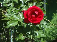 DSC02926.webp