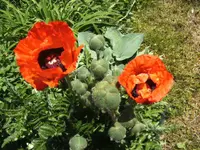 BILD9597.webp