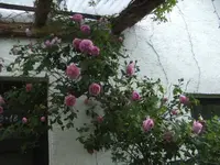 BILD9550.webp