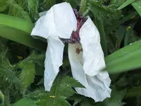 DSCF1075 (2).webp