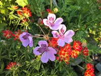 DSCF1115 (2).webp