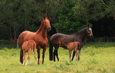 Fohlen_foals_trinken_900.webp