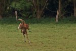 foal_life lust2_800.JPG
