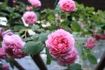 IMG_3823.JPG