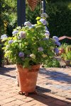 Endless Summer_full bloom_800.JPG