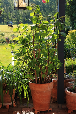 Zorro_voll mit Knospen_700.webp