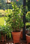 Zorro_voll mit Knospen_700.JPG
