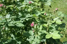 Garten Mai 24.webp