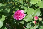 Garten Mai 25.jpg