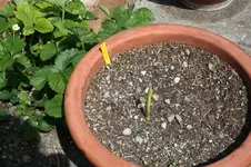 Garten Mai 41.jpg