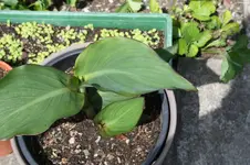 Garten Mai 40.jpg