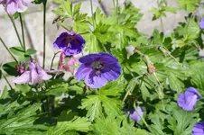 Garten Mai 26.jpg