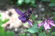 Garten Mai 27.webp