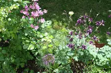 Garten Mai 33.webp