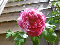 P1020427.webp