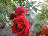 P1020426.jpg