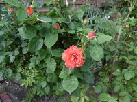 P1020424.webp
