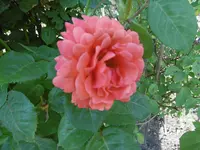 P1020423.webp