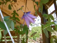 P1020422.webp