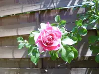 P1020420.webp