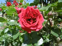 P1020419.webp