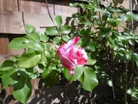 P1020418.webp