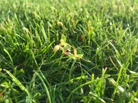 IMG_2733.jpg