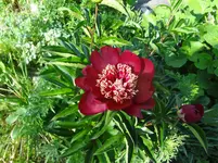 DSC02940.webp
