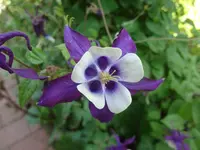 DSC02907.webp