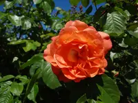 DSC02934.webp