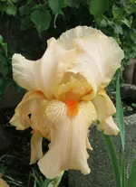 IMG_1263A.webp IMG_1263A.webp