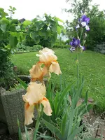 IMG_1264.webp IMG_1264.webp