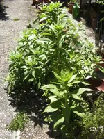 BILD9607.webp