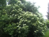 BILD9613.webp
