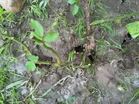 Maus.webp