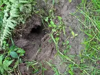 Maus2.webp