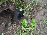 Maus5.webp