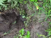 maus6.webp