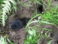maus7.webp