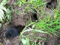 maus8.jpg