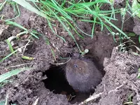 maus9.webp