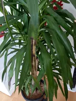 IMAG0852.webp