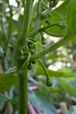 2018-05-23-094229-balkon.webp