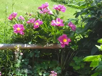 DSC02946.webp