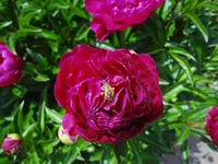 DSC02950.JPG