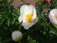 DSC02951.webp