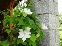 DSC02953.jpg