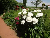 DSC02954.webp