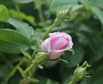 Blüten 15.jpg