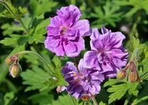 Blüten 6.webp